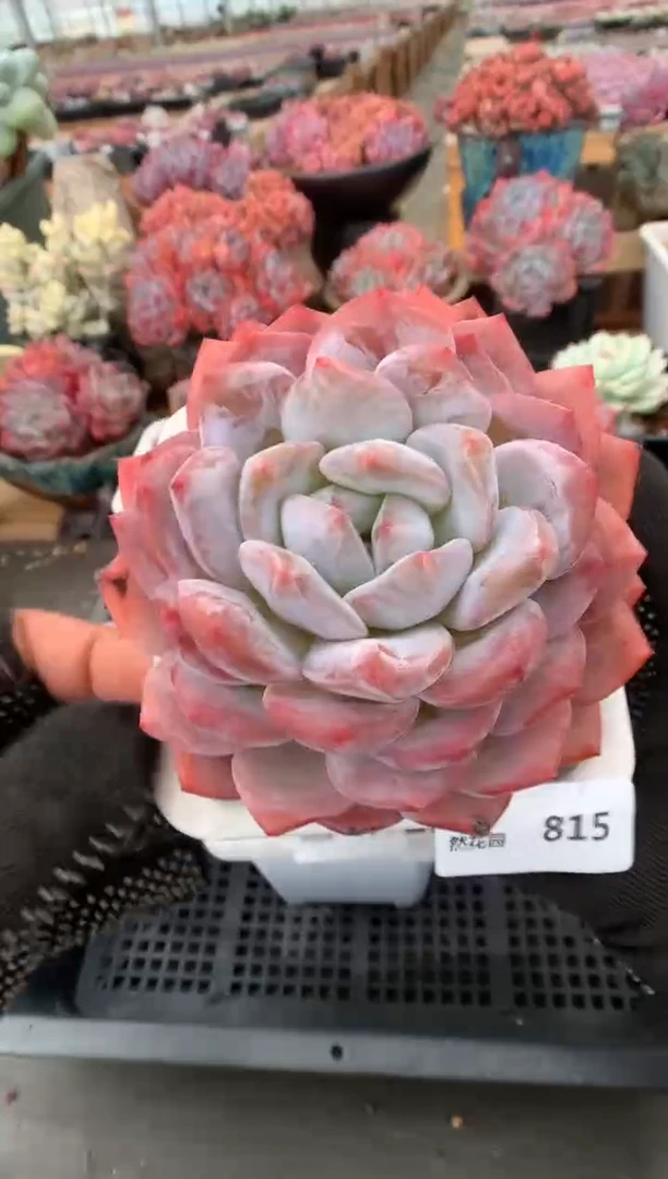 815蒙克一物一拍