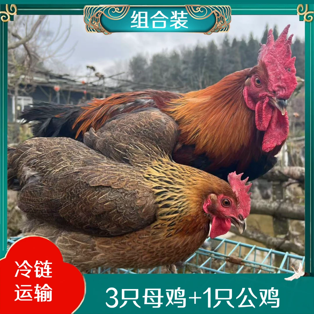 【农家土鸡】到手四只  3只两年老母鸡+赠送1只大公鸡  光肉9斤上
