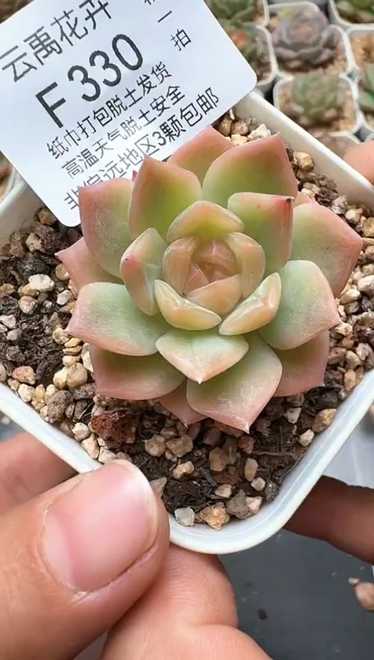 329F云禹多肉植物 默认脱土纸巾打包 3颗包邮