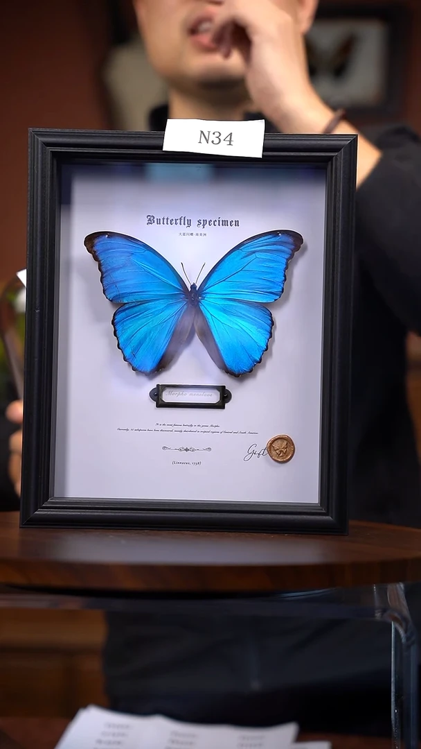 N34大蓝闪蝶一物一拍