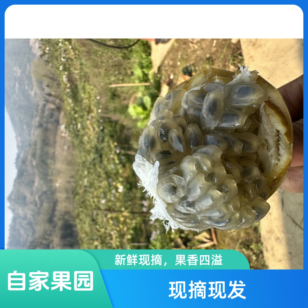 中国蝴蝶谷云南长寿之乡热情果