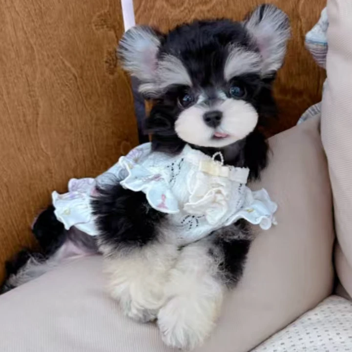 【三顺萌宠】雪纳瑞（一物一拍）家庭可爱宠物狗狗活体幼犬