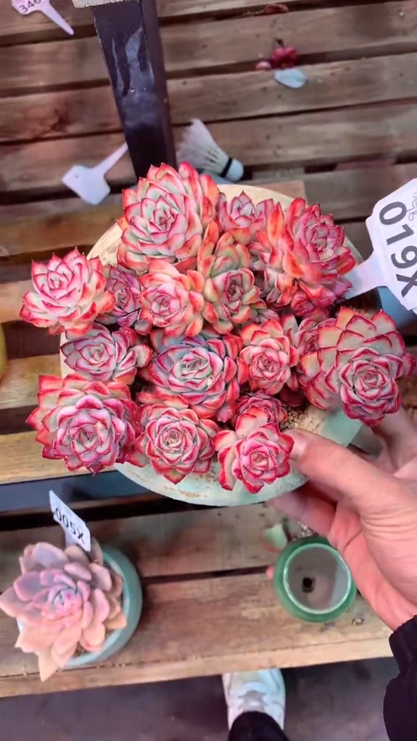 019X（一物一拍，精品多肉，w所见即所得 ）