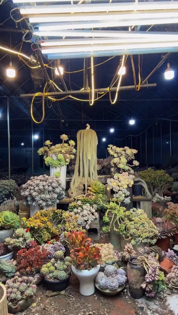 【闪购商品】12号一物一拍默认微瑕不售后