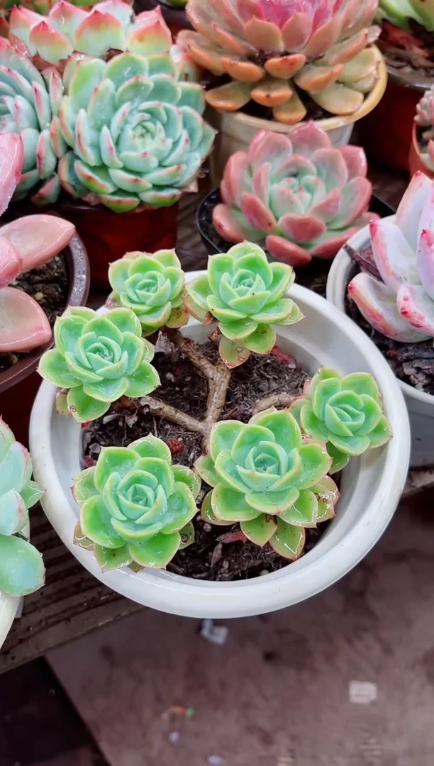 ^****^23026多肉植物一物一拍
