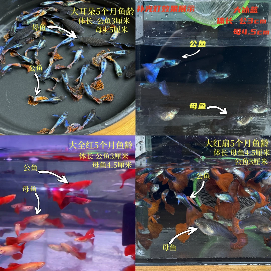大孔雀鱼混搭套餐8条 （大冰蓝 大全红 大红扇 大耳朵各一对）