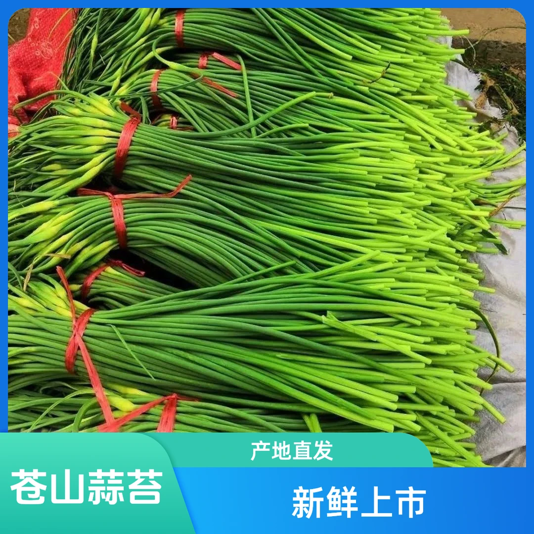 25年山东苍山蒜苔黄帽蒜苔3斤装5斤装新鲜蔬菜绿色蔬菜