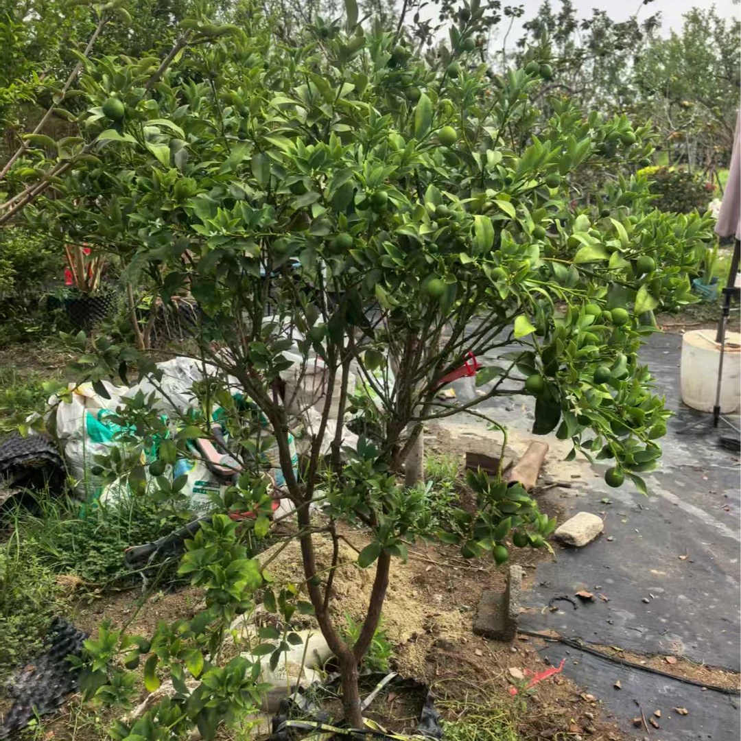 （一物一拍）脆皮金桔 容器苗，原盆原土顺丰发货，挂果时间长，口感好