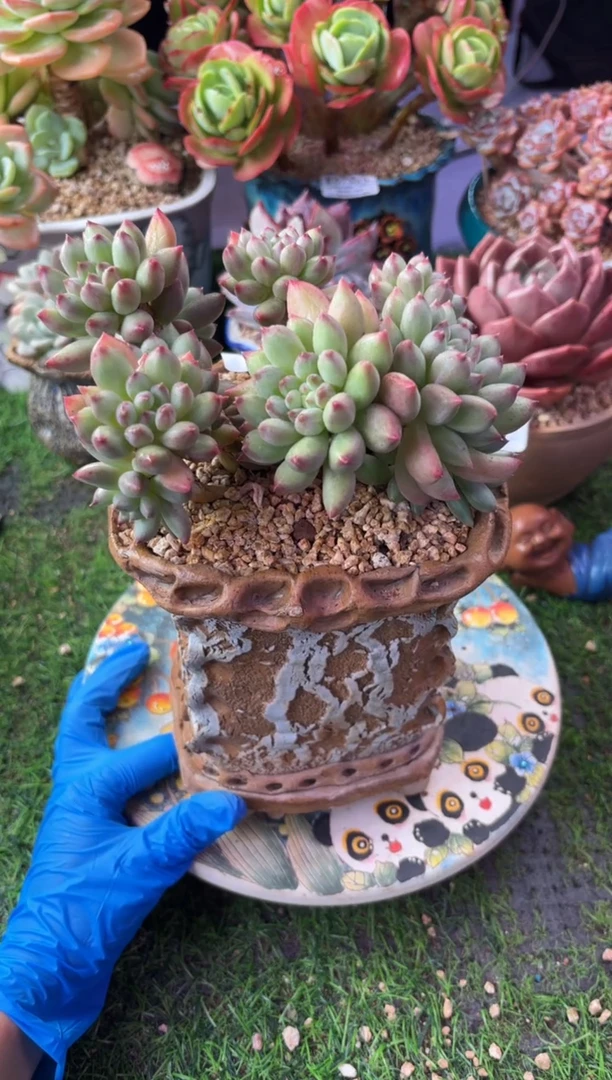 昆明印象多肉07635