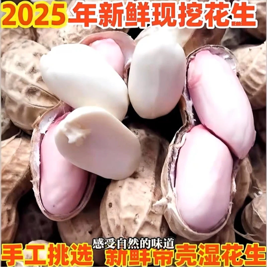 新鲜现挖农家自种带壳湿花生可生吃水煮的当季粉白花生