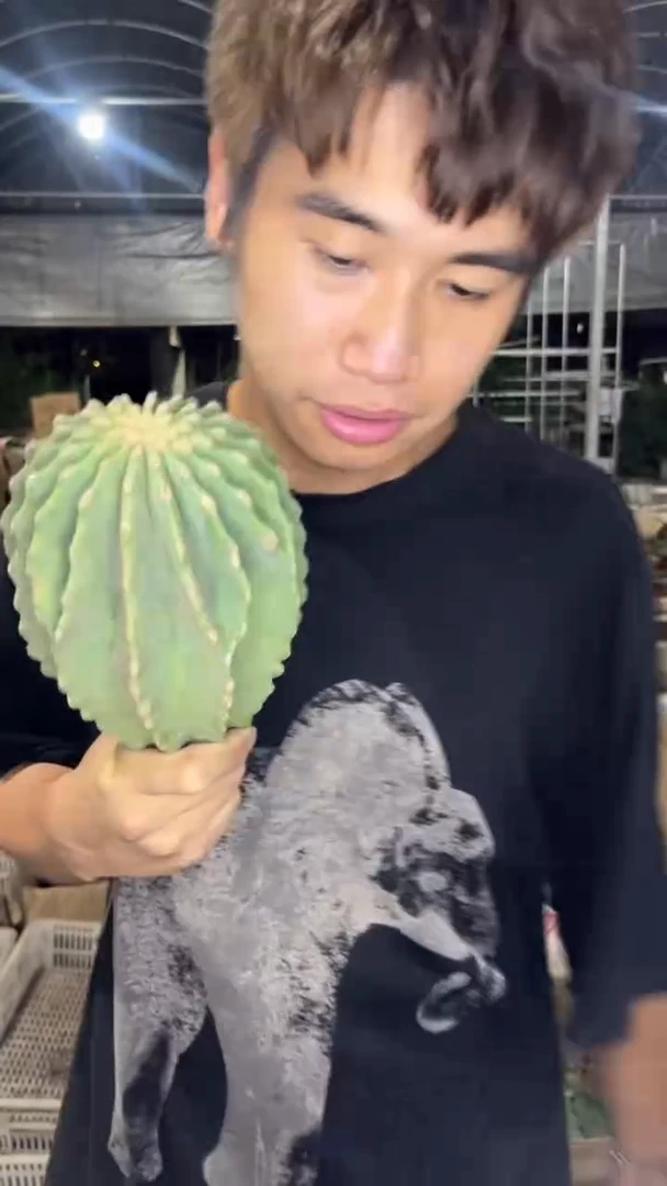 大号  无刺王冠龙