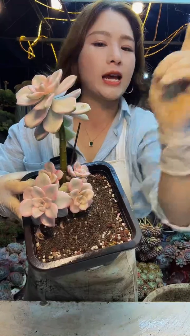 紫乐覆轮锦脱土包邮