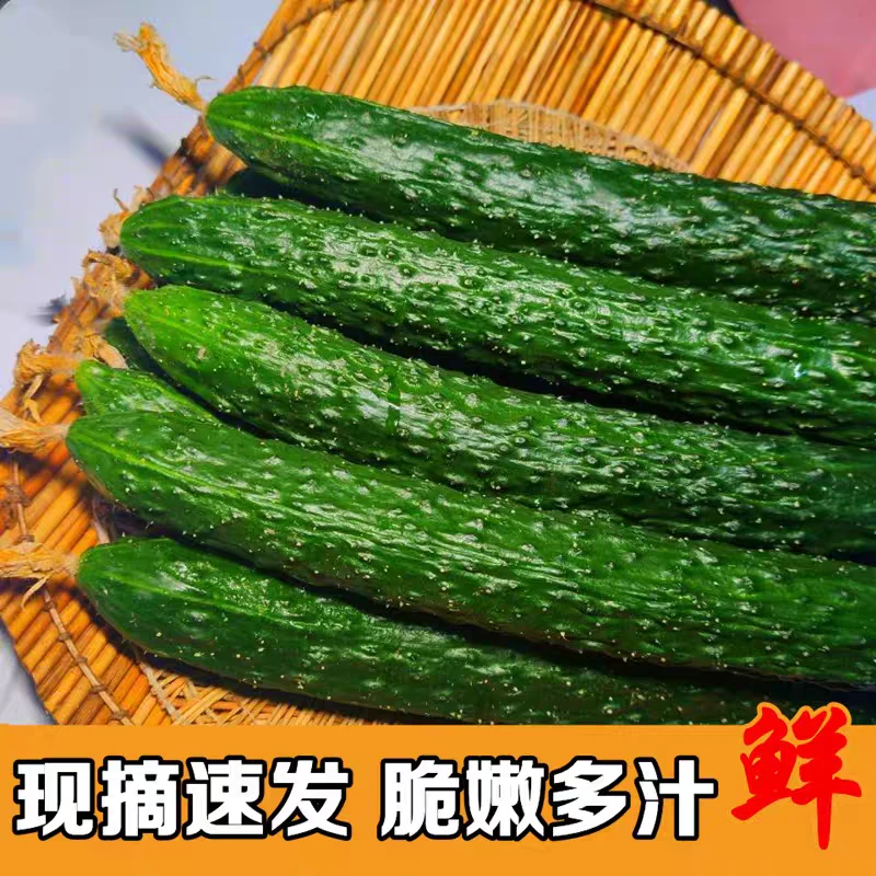 自然生长山东新鲜现摘有刺长黄瓜水果黄瓜新鲜青瓜蔬菜3斤5斤包邮
