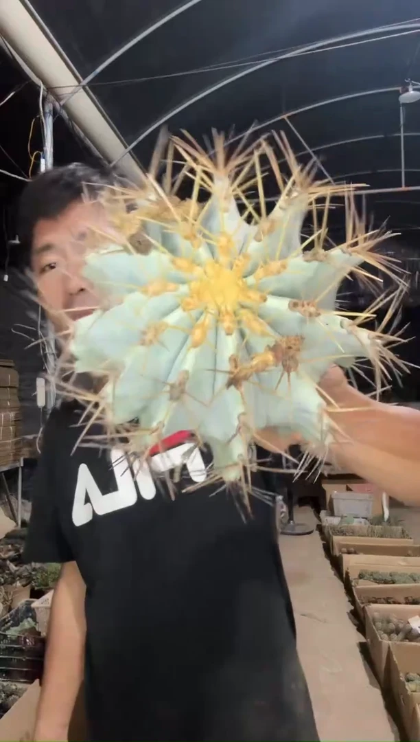 实生蓝白肌有刺王冠龙29.99