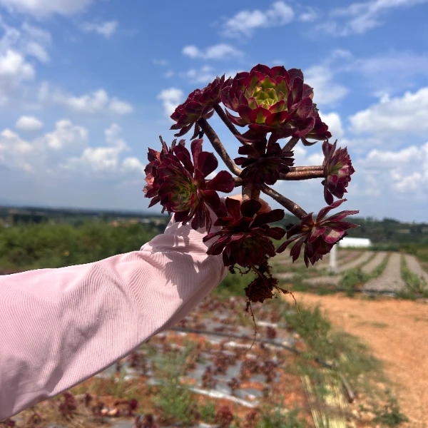 海王法师 好种好养 瑕疵不售后 多肉绿植园艺种植多肉办公室