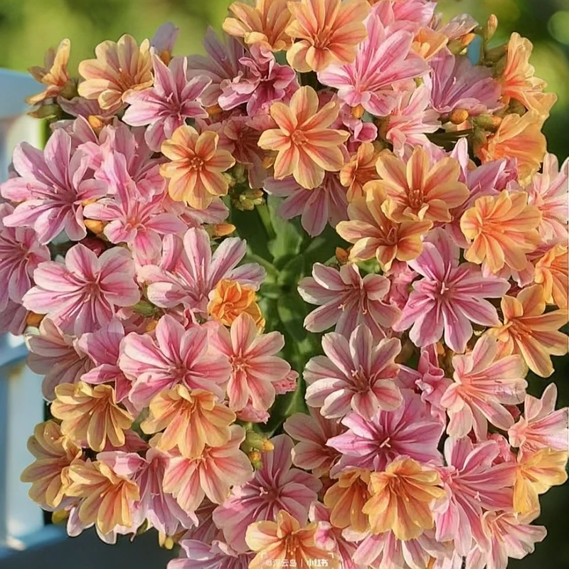 【洋与丽】露薇花盆栽室内开花多肉带花发货养不死的鲜花花卉发货