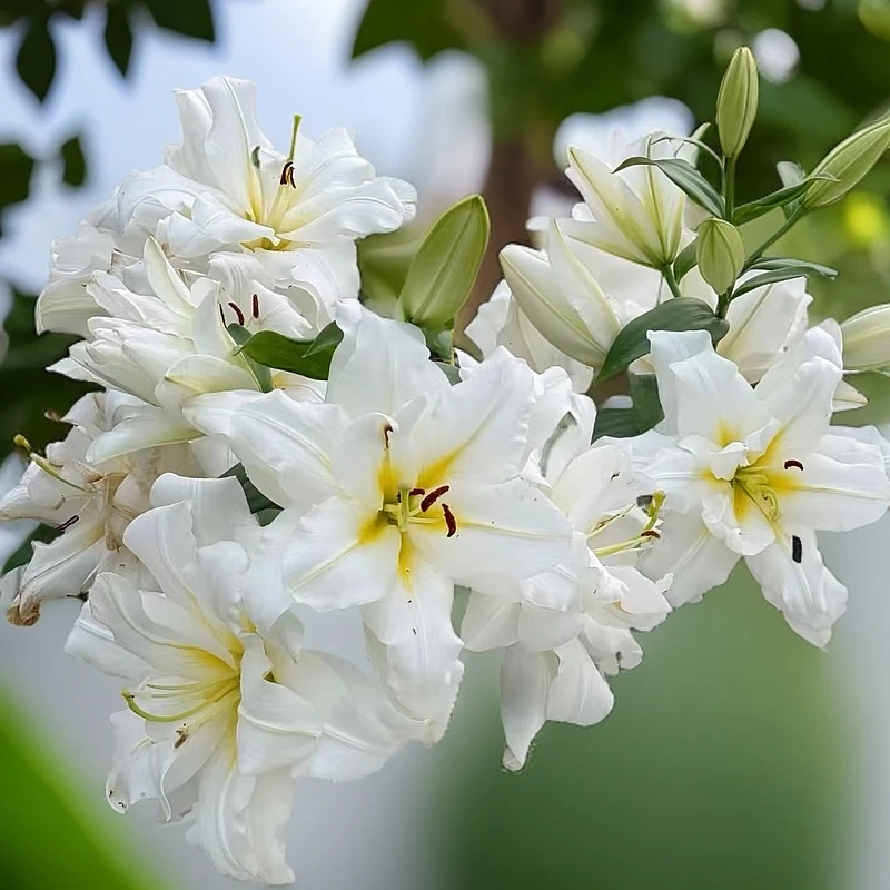进口百合花种球《暴风雪22-24》有香重瓣保对版包开花