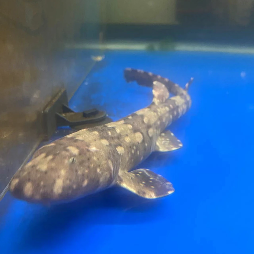 狗鲨鱼 条纹斑竹鲨点纹斑竹鲨猫鲨海水鱼观赏鱼小型鲨鱼活体