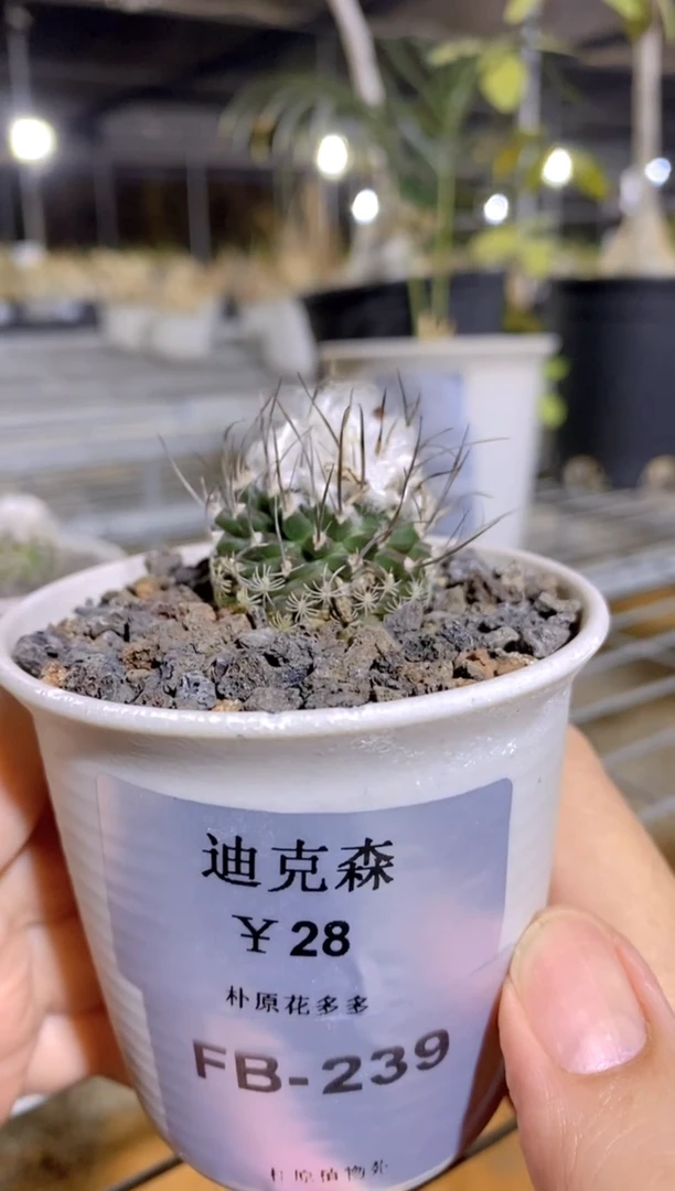 【闪购商品】迪克森FB-239