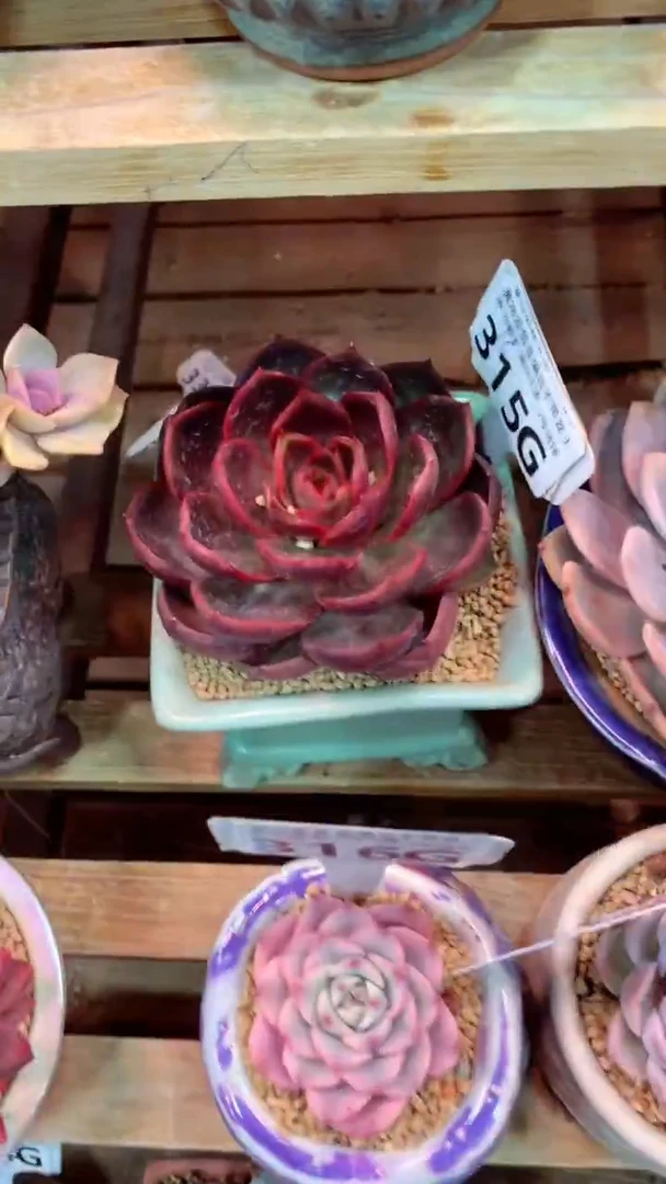 315G(一物一拍实付满28发货，默认不带盆土）