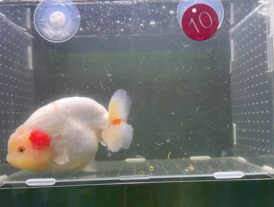 龙睛金鱼兰寿泰狮观赏鱼