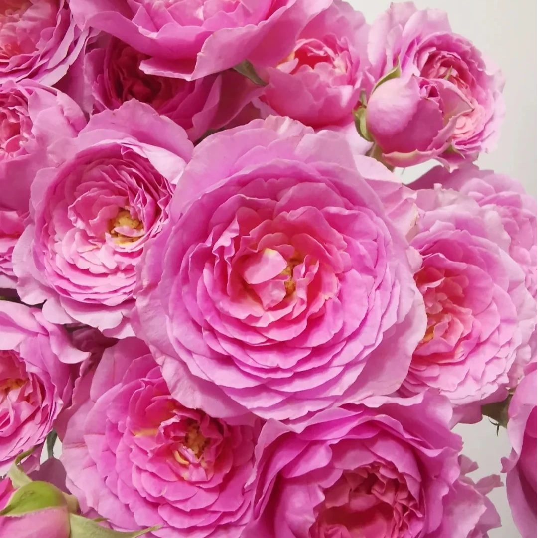 【暗恋多头玫瑰】云南斗南基地现采现发品质暗恋多头玫瑰