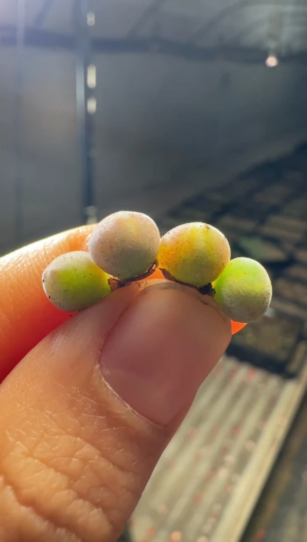 【闪购商品】17-4粉肌空蝉一颗