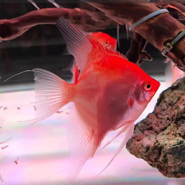 小型热带观赏鱼红魔鬼燕鱼2-3厘米左右