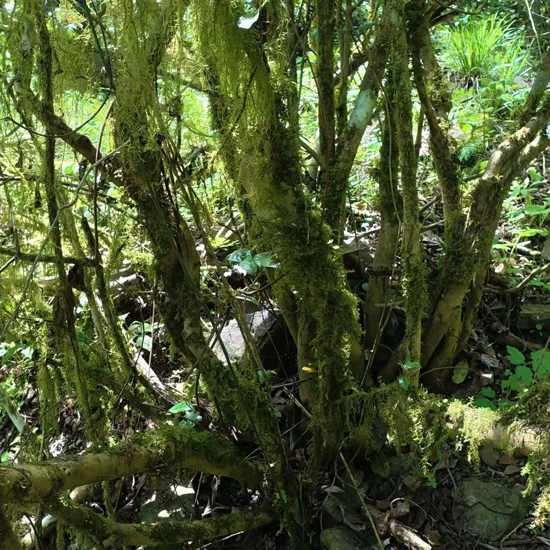 百年古树小乔野生红茶自然共生枞味悠长大师制作