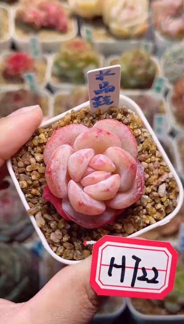 【闪购商品】H722水晶鞋一物一拍