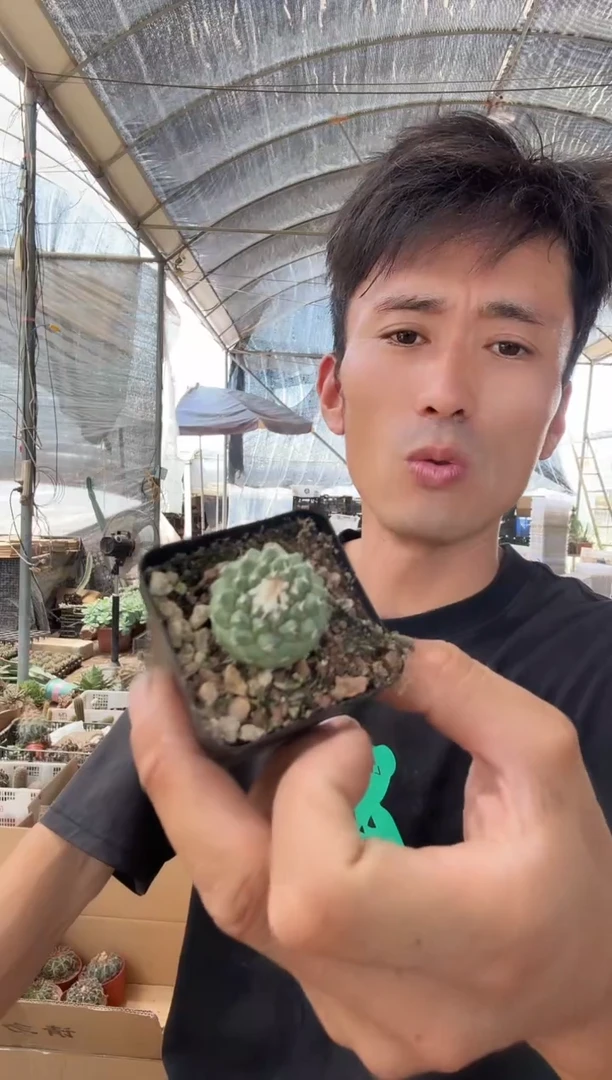 菊水19.99=========