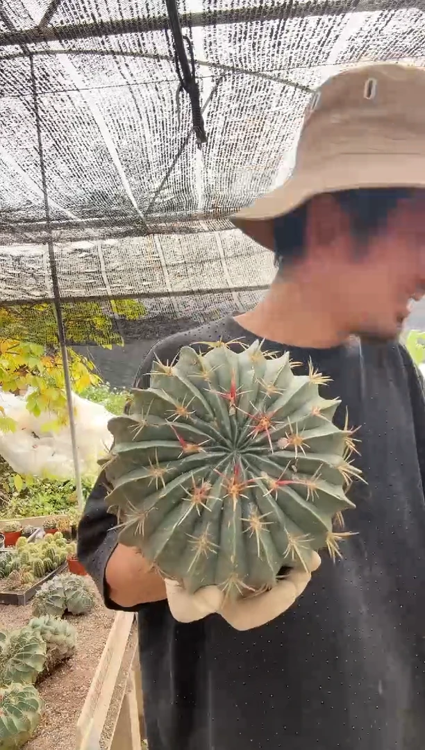 【闪购商品】单头赤城蚧壳虫