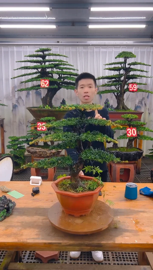 无花朵精品盆景直播间一物一拍