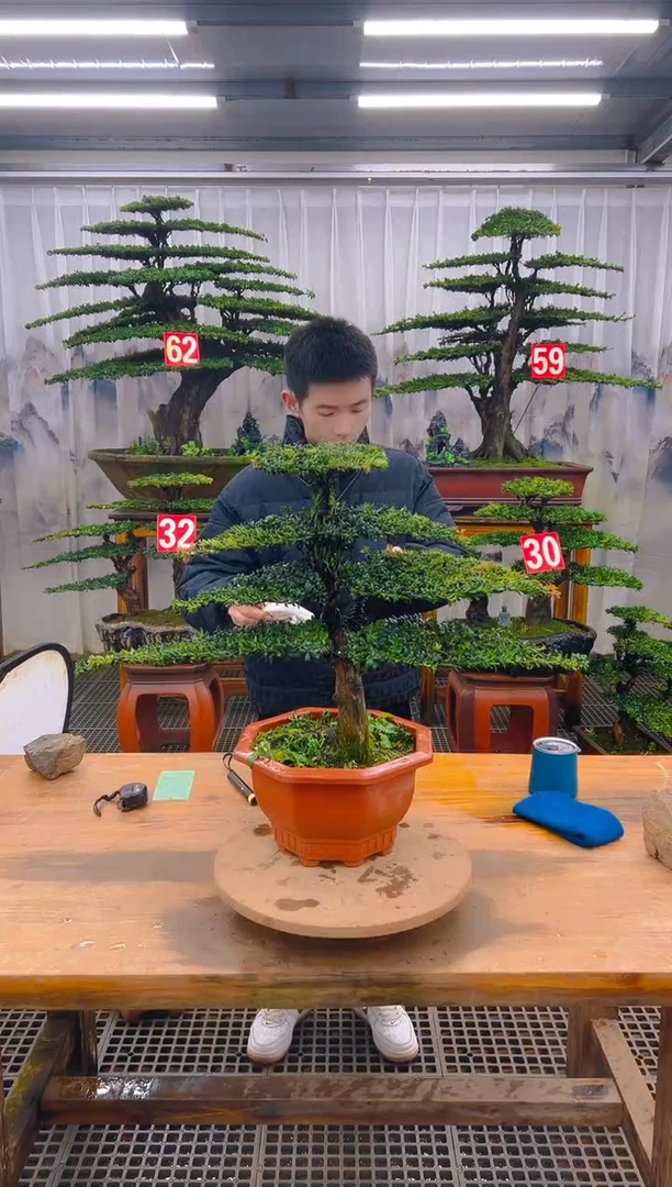 无花朵精品盆景直播间一物一拍