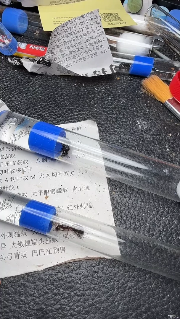 蚂蚁工坊弓背蚁2元包邮