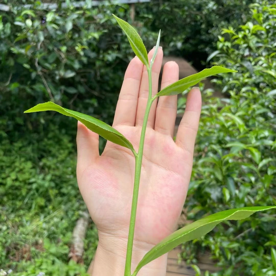 「百花潭高杆古树」2025年头春 易武瑶区 普洱茶 生茶 散茶（无茶样）