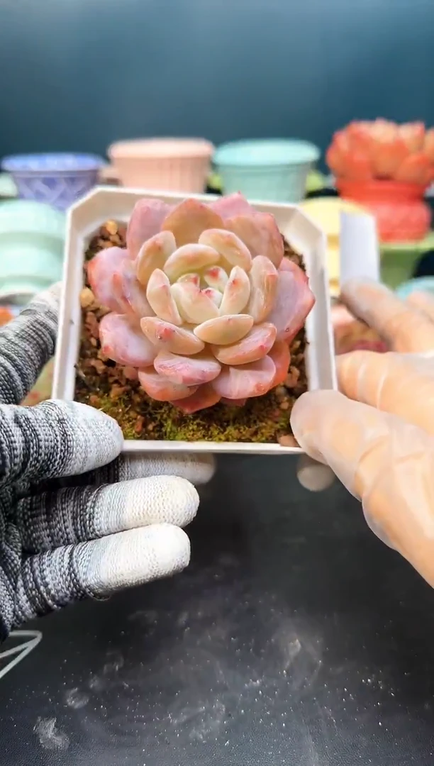 2 511雪天使   （冠幅 7 cm）