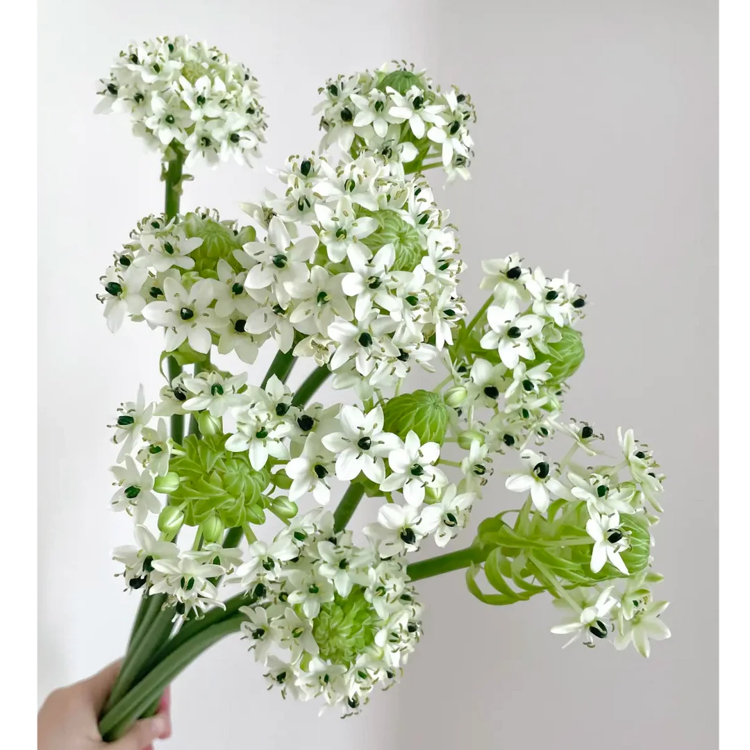 【天鹅绒伯利恒之星】稀有—昆明鲜花（顺丰包邮）云南插花花卉