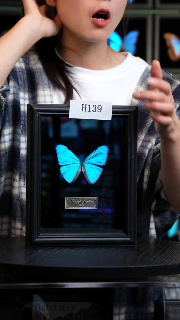 蝴蝶标本摆件竞拍黎明闪蝶H139