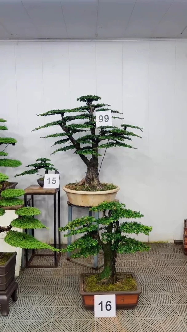 无花朵造型盆景一物一拍