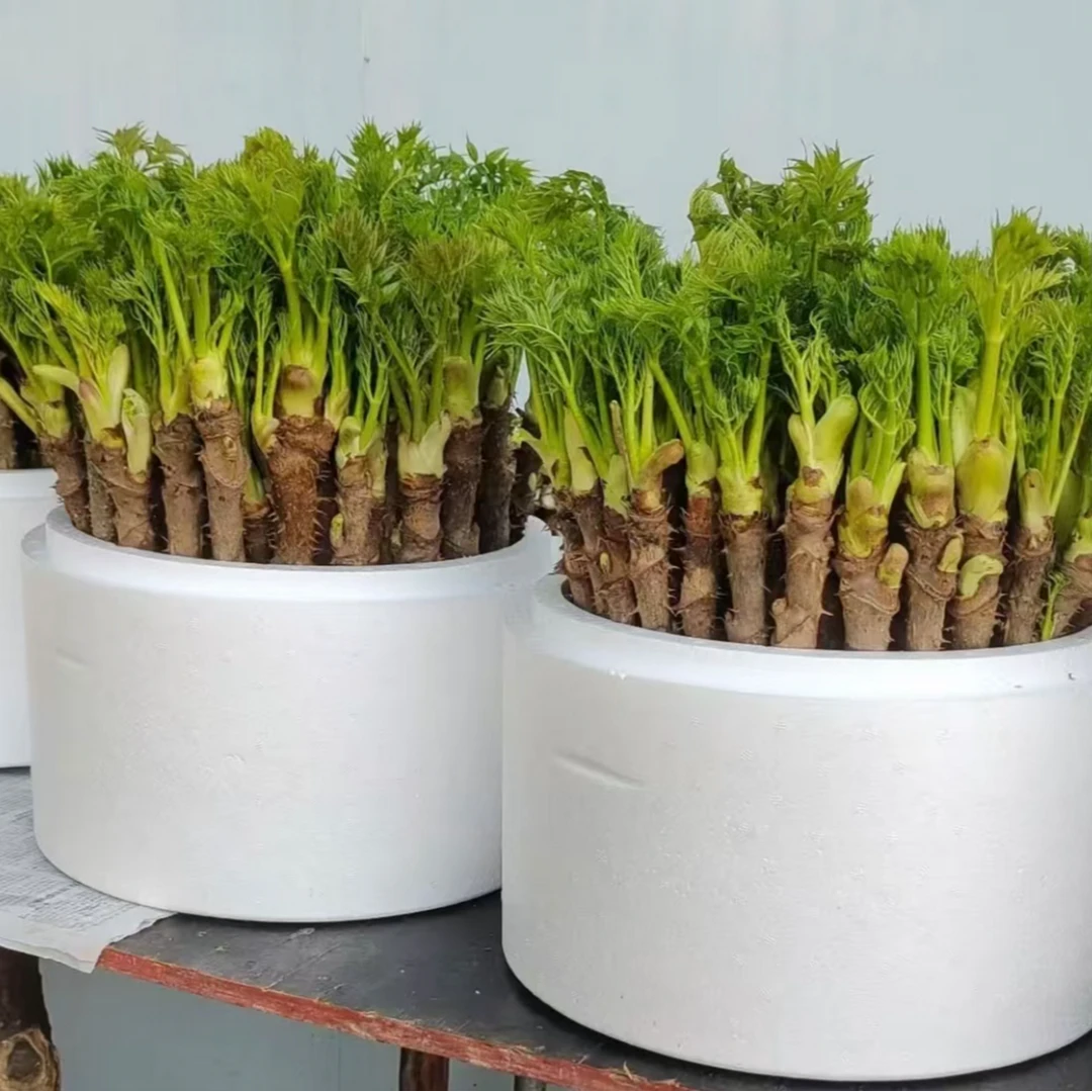 刺嫩芽盆栽新鲜采摘山野菜盆栽
