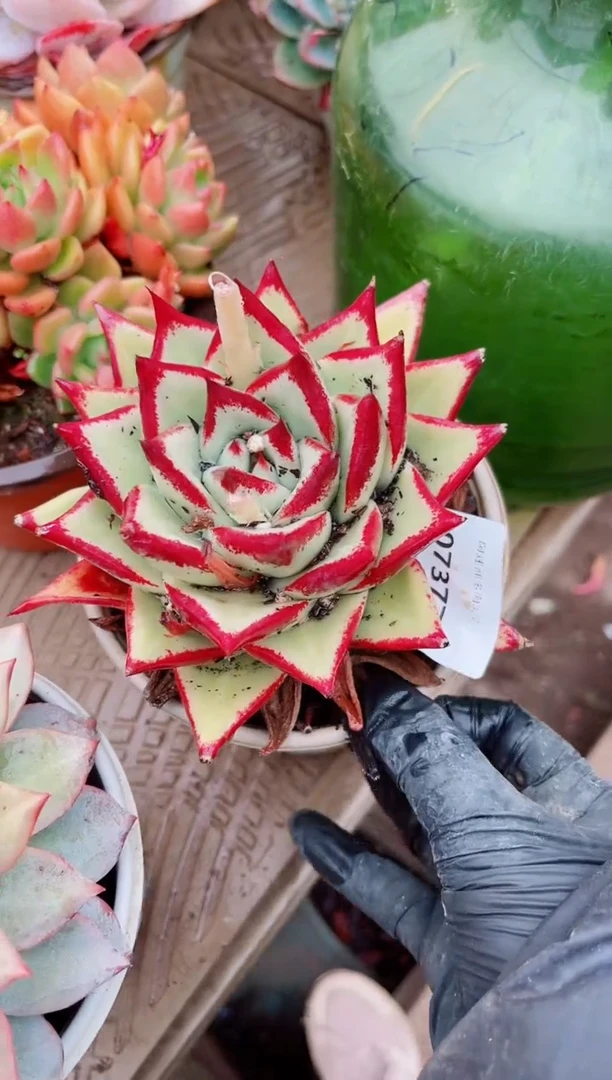 【闪购商品】07377多肉