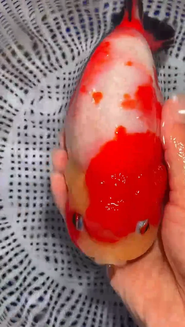 金鱼（运费自理，马印灯照射）福州追鱼兰寿金鱼