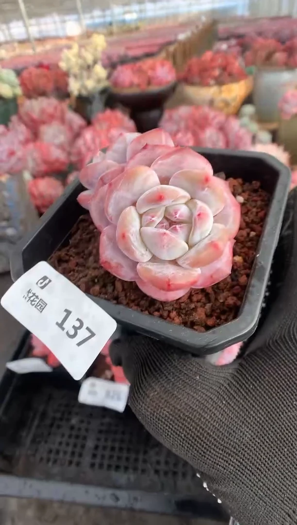 137星影一物一拍888