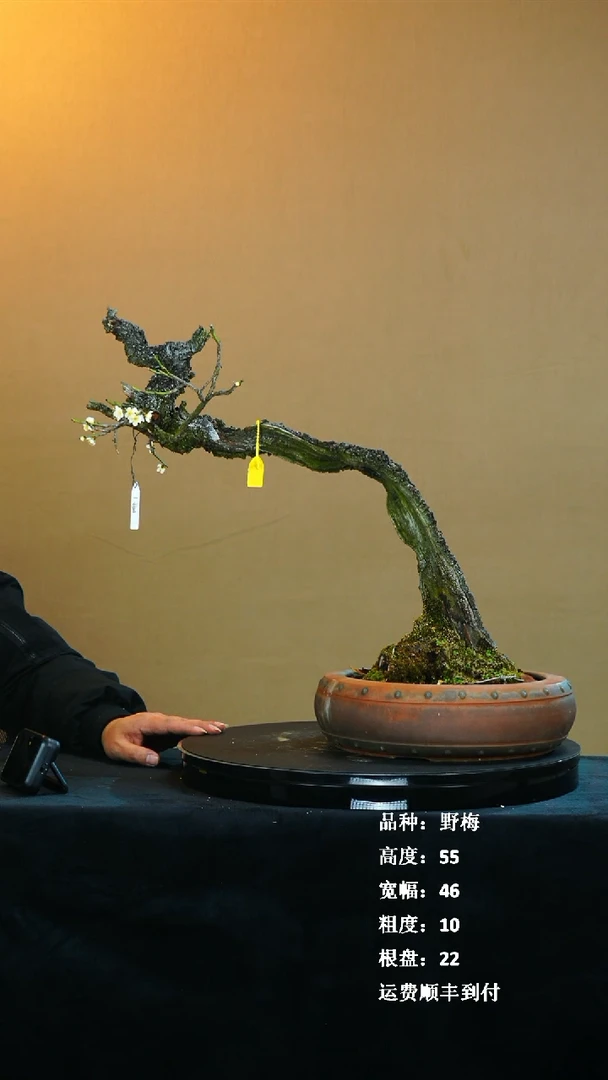 【闪购商品】1甲洲野梅