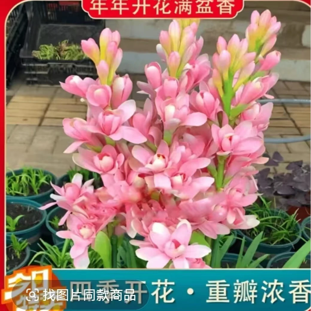 [拍1发3]重瓣晚香玉花卉盆栽四季种植盆栽阳台