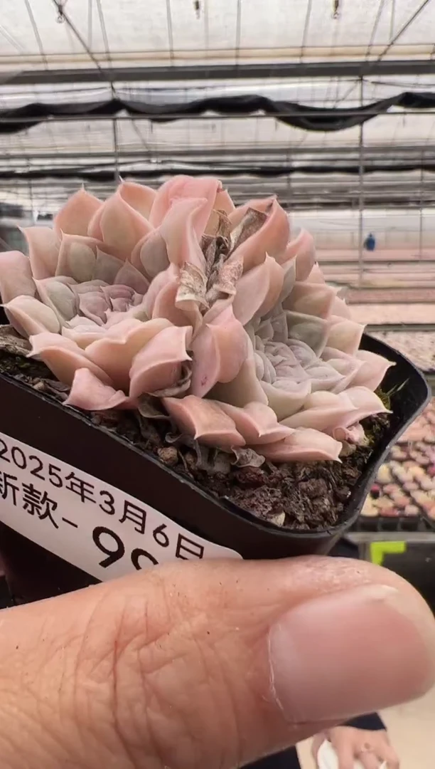 【闪购商品】新款多肉-99