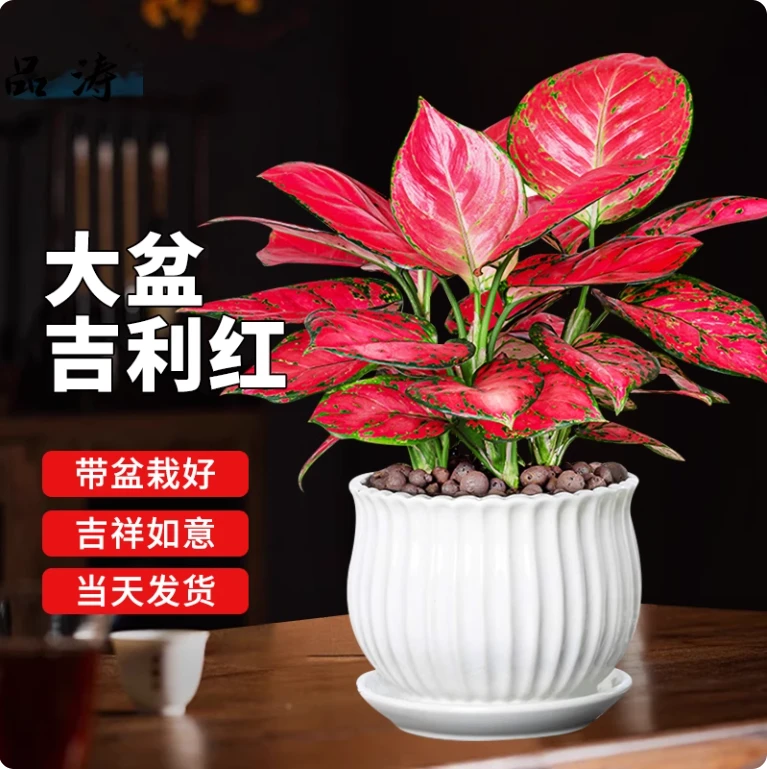 20-30cm3支吉利红盆栽如意皇后室内客厅花卉绿植办公室桌面植物