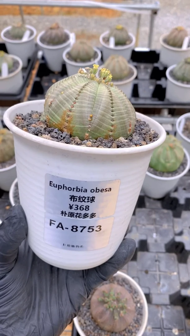 【闪购商品】布纹球FA-8753