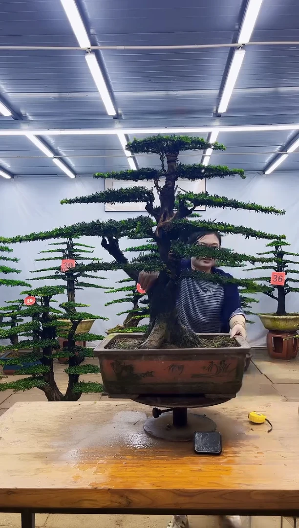 无花朵一物一拍，所见即所得
